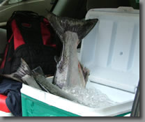 fish's tails sticking out of cooler